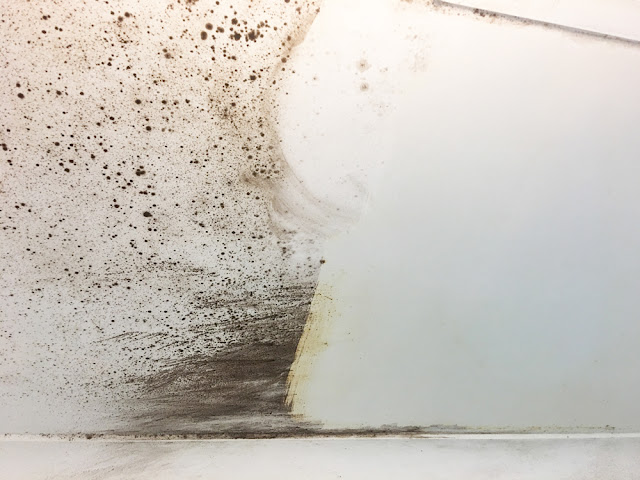 mould-removal-&-cleaning-australia