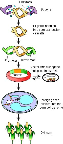 Process genetic modification