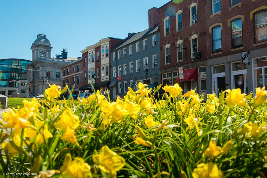 Portland, Maine USA July 2018 photo by Corey Templeton. The flowers doing their thing in the Old Port's Boothby Square.