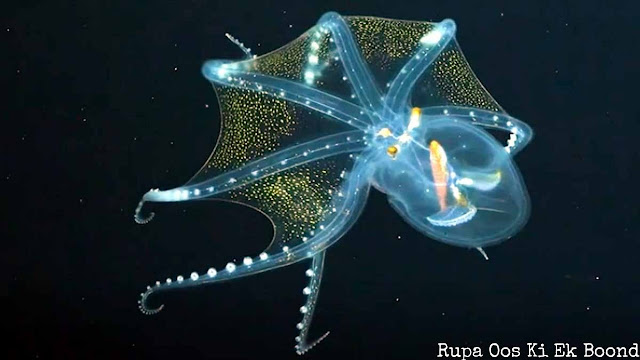 दुर्लभ ऑक्टोपस : ग्लास ऑक्टोपस (Glass Octopus)