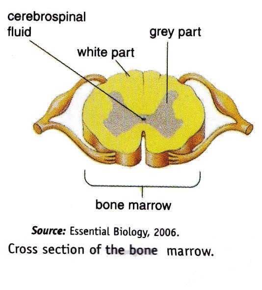 Central Nervous System (CNS) For Human ~ New Science Biology