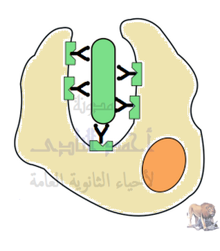 تركيب الجهاز المناعى - الخلايا البلعمية الكبيرة الثابتة - الجوالة - عملية البلعمة