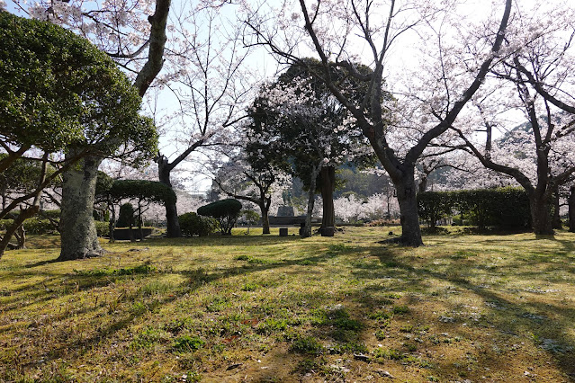 鳥取県米子市西町　港山公園　満開のソメイヨシノ桜の風景