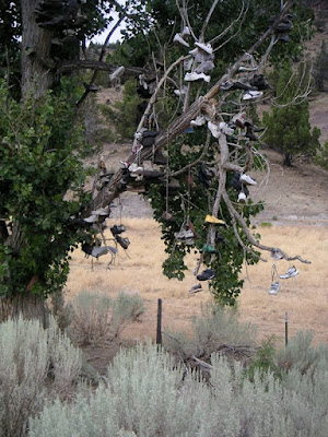 A shoe tree in Central Oregon near Mitchell