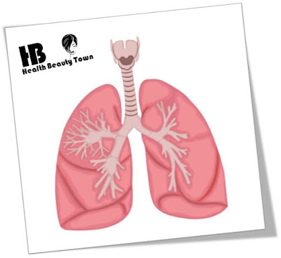 Lungs