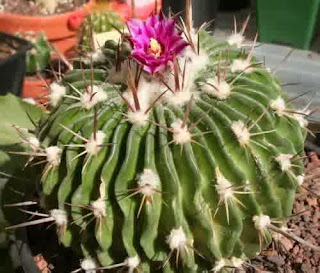 Easy Tips to Plant and Care For Ornamental Cactus Plants Good And Proper