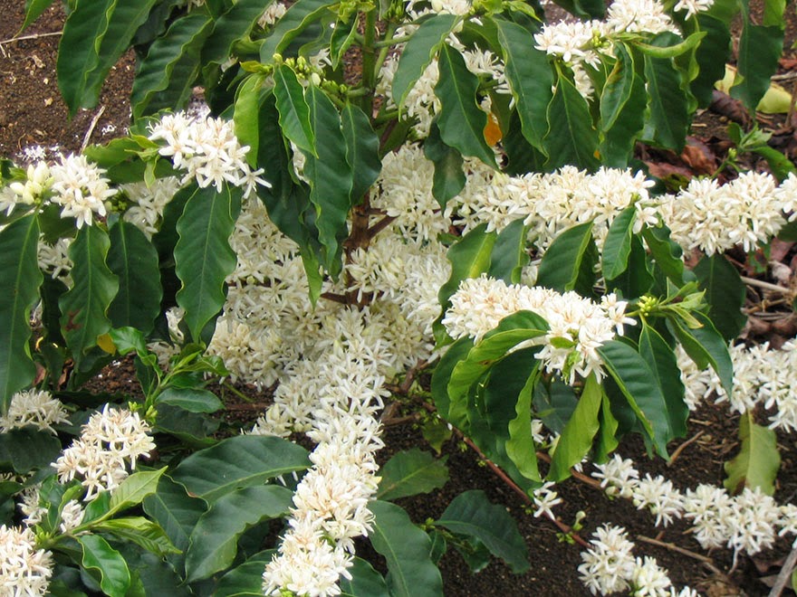 Do You Know What Your Favorite Foods Look Like While Growing - And here are coffee beans (the second-most sought after commodity in the world).