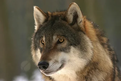 Imagen de Lobo salvaje