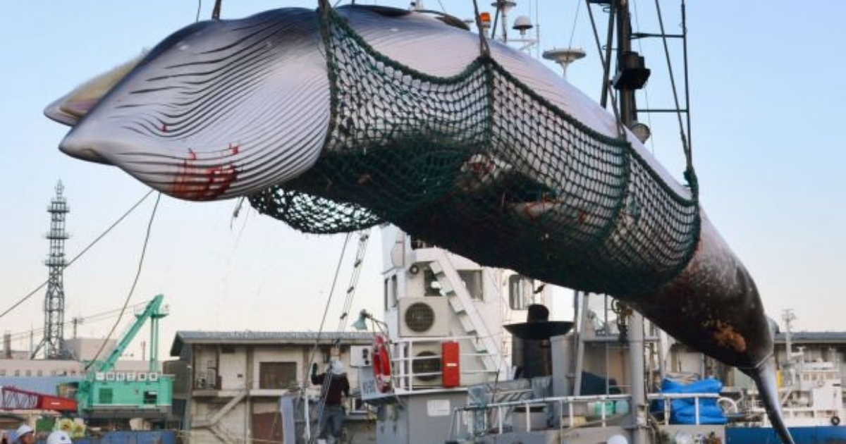 Iceland Plans To Kill More Than 2,000 Whales, Challenging The International Ban Again