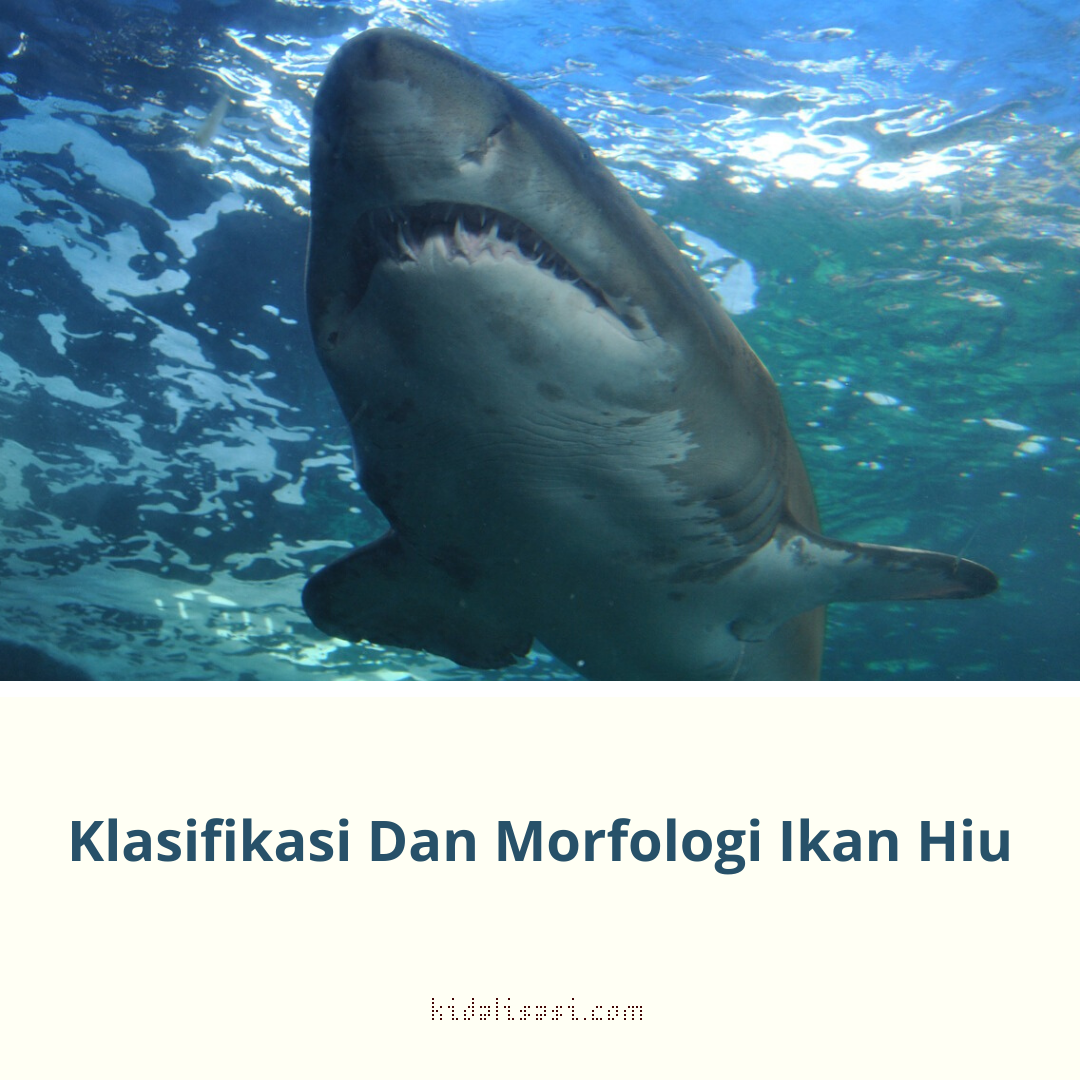  Klasifikasi  Ikan  Hiu Dan Morfologi Ikan  Hiu Carcharias 