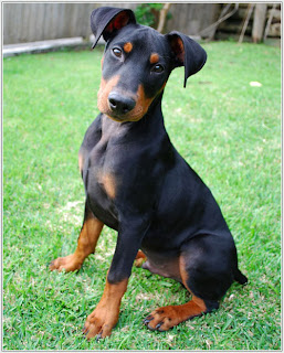 German Pinscher Puppy Picture