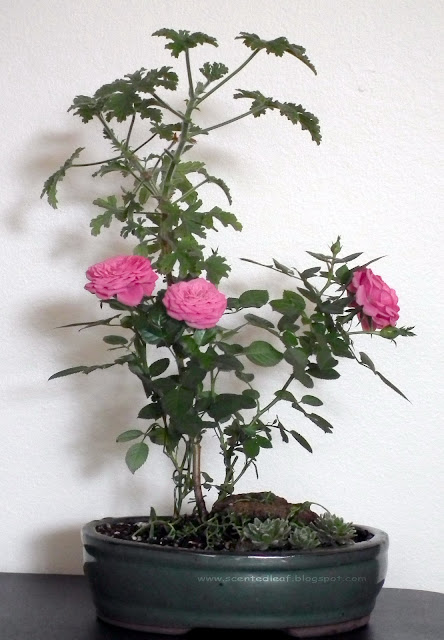 Miniature Garden with pelargonium capitatum, attar of roses, and miniature roses
