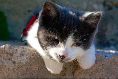 A Blind Kitty Jack