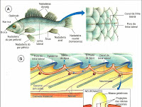 Estrutura Externa Do Corpo Do Peixe