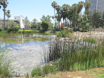 La Brea Tar Pits in Los Angeles, CA