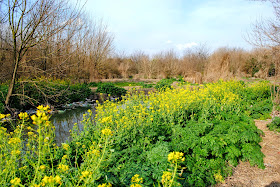 Vegetación en las márgenes del Arroyo El Triángulo