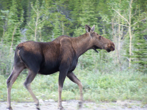 MOOSE AT SUMMIT LAKE