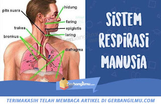 sistem respirasi manusia