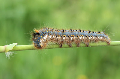 Rietvink - Reidspinder - Euthrix potatoria