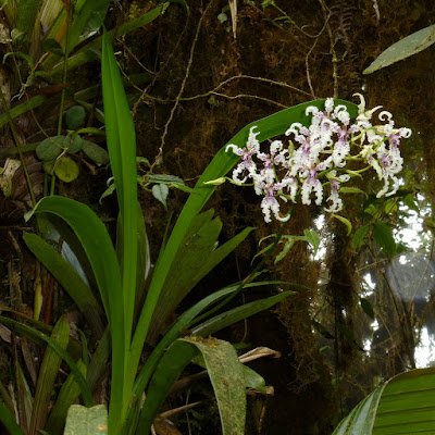 Cyrtochilum ramosissimum care and culture