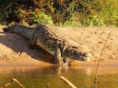 One out of the strongest animals in the world is Crocodiles.