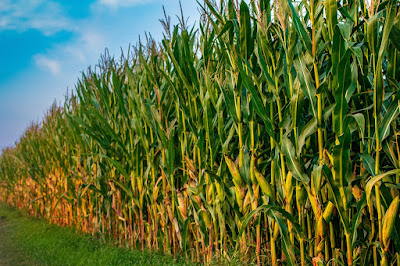 the growth stages of corn plants