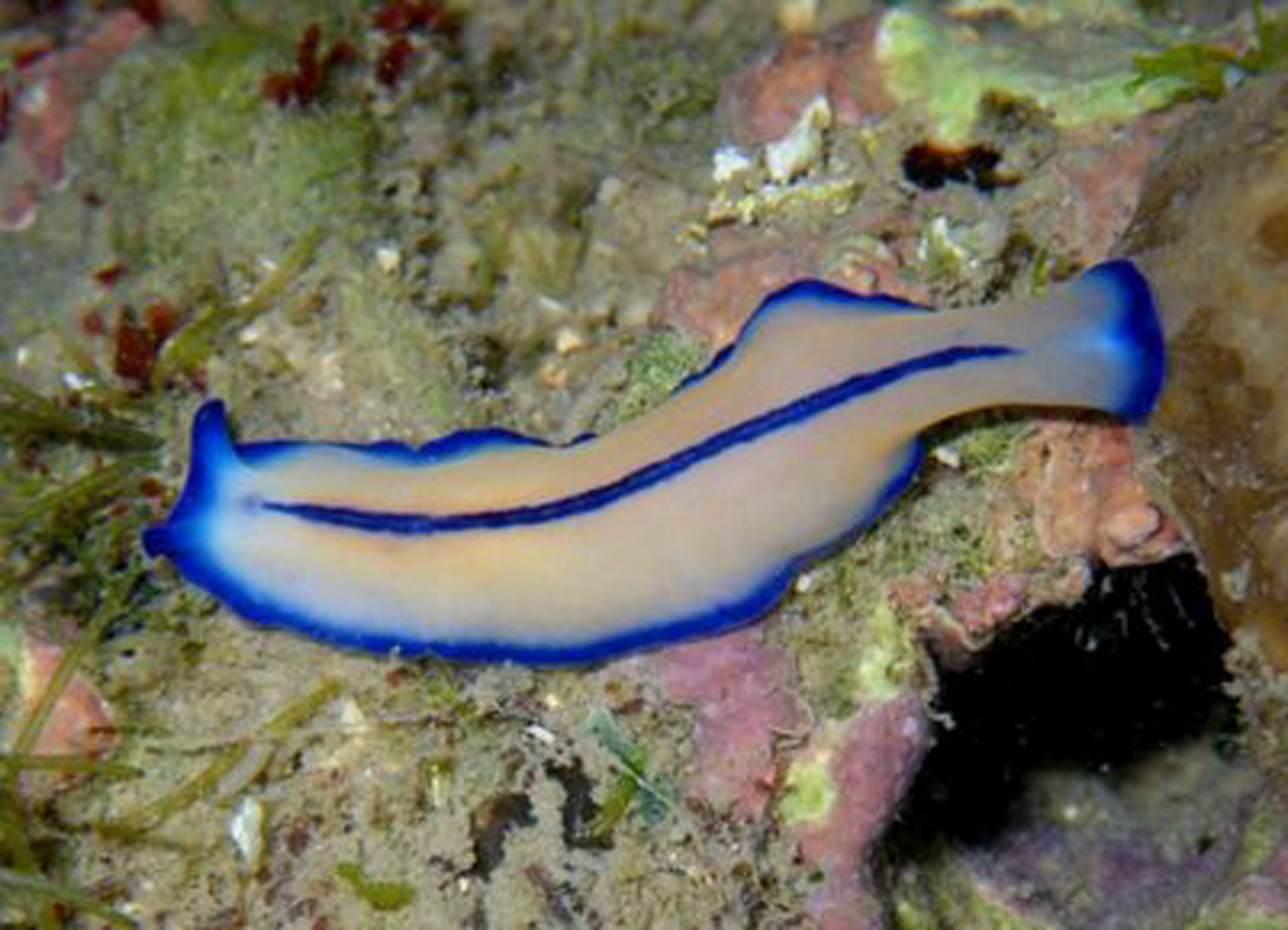 Animal Unique Flatworm