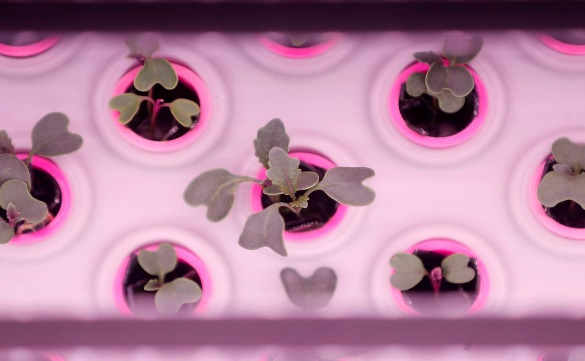 OnePointOne: Automated Vertical Indoor Farming Platform