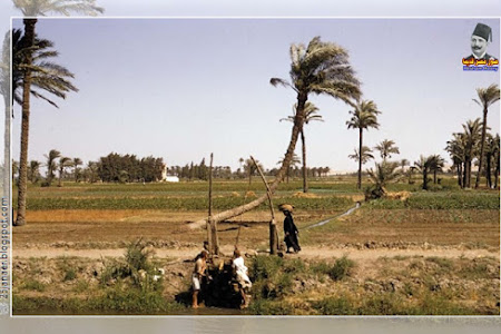 سقارة عام 1951