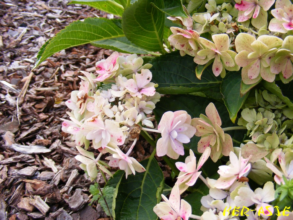 Sungpanensis Chine Hydrangea Xanthoneura Zhewanensis