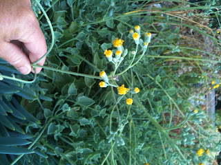 Senecio orbicularis