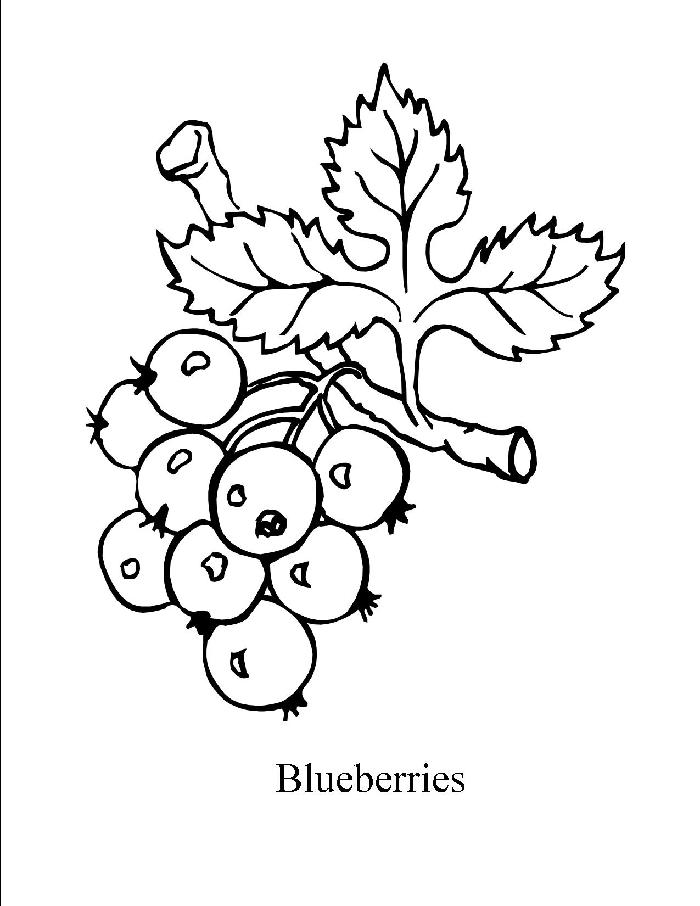 Blueberry coloring page