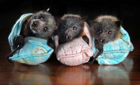 International Bat Appreciation Day Wishes pics free download