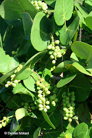 Grape-like fruit clusters  - Makapu'u Point Lighthouse trail, Oahu, HI