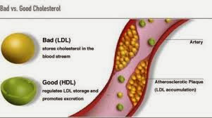 Manfaat Kolesterol dalam Tubuh