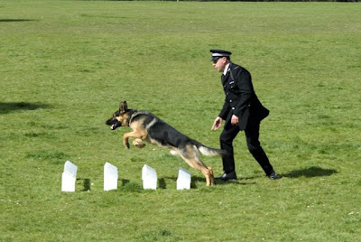 dog training