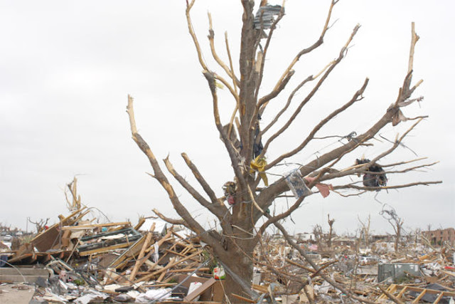 Debris in a tree