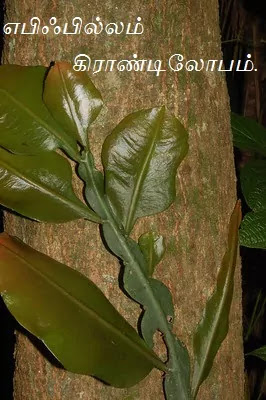 Epiphyllum grandilobum