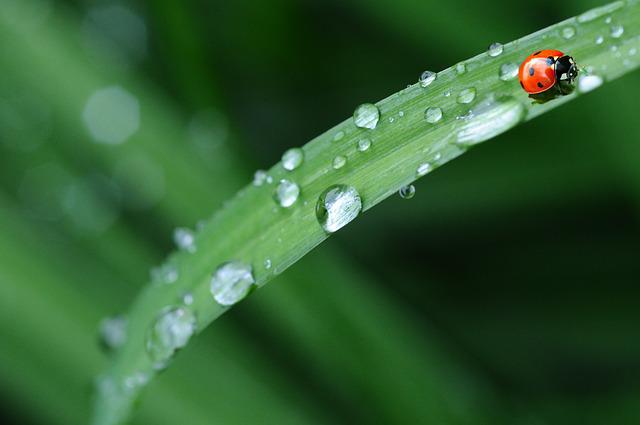 a-ladybug-on-the-wet-grass