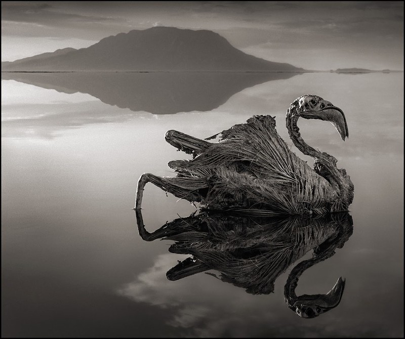 Lake Natron Calcified animals color