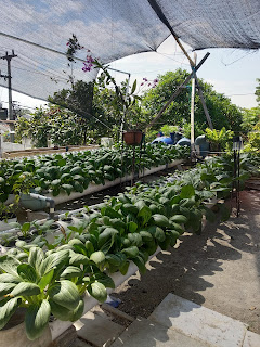 Kebun Hidroponik Atas Atap