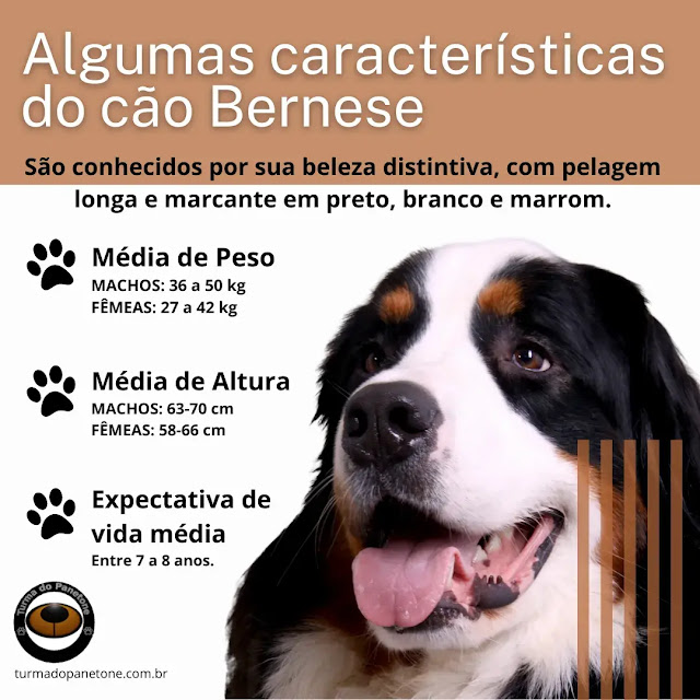 Algumas características do cão Bernese