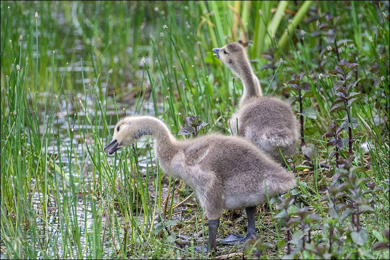 Canada Goose chicks, Sigma 500mm f4.5