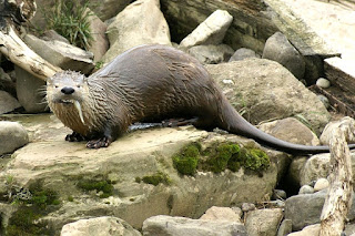 Loutre de rivière - Loutre du Canada - Lontra canadensis