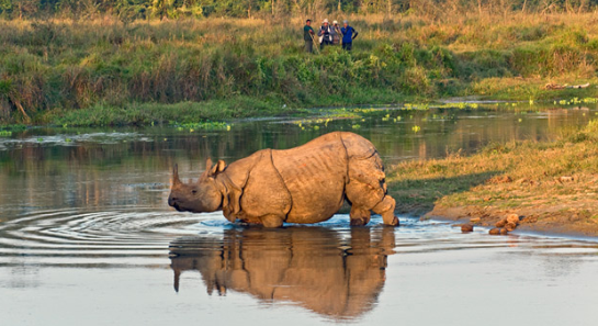 Best Time to Visit Nepal -- one-horned rhinoceros