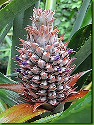 Abacaxi set 2010 055