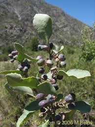 La Laura Schinus patagonicus