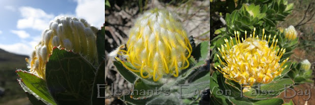 Leucospermum conocarpodendron