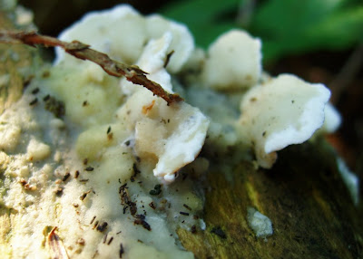 Mungo Says Bah! Bushcraft, camping, hiking, nature, photography, mushrooms, flint and steel, fungus, flora, flowers, edible