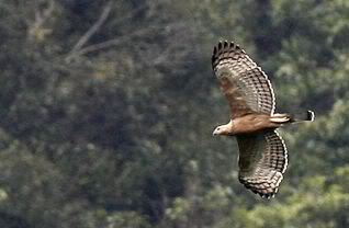 Burung Garuda  Masih Menjadi Misteri Hobi Burung Kicau 